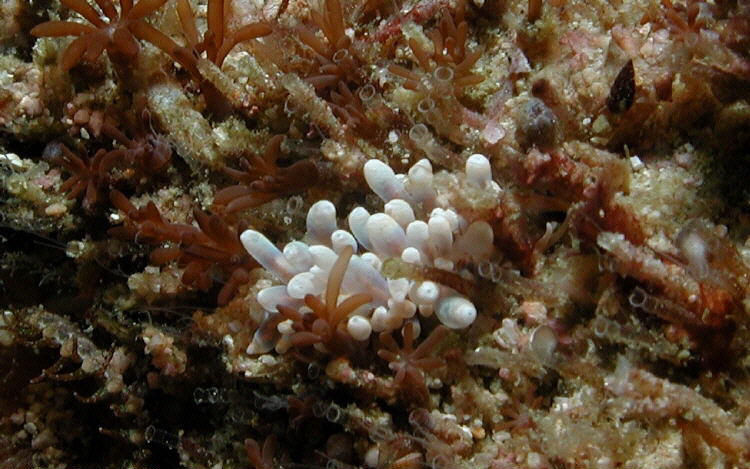 Phyllodesmium cf opalescens